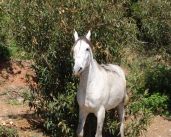 resized_Stambul_, 2010_039.JPG