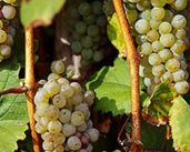 Mosel 8.jpg